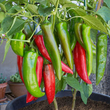 Load image into Gallery viewer, Organic Anaheim Chili Pepper Plant Seeds
