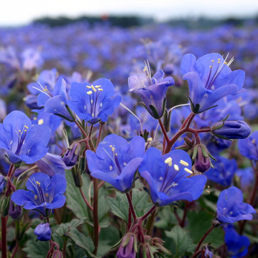 California Bluebell Flower Seeds