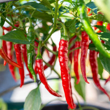Load image into Gallery viewer, Organic Cayenne Pepper Plant Seeds
