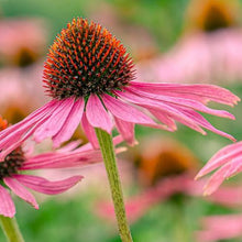Load image into Gallery viewer, Echinacea Purple Coneflower Seeds
