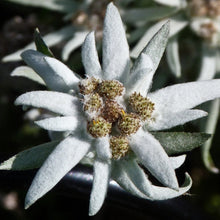 Load image into Gallery viewer, Edelweiss Flower Seeds
