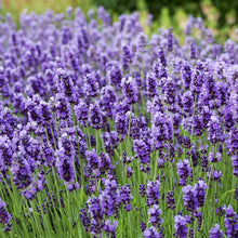 Load image into Gallery viewer, English Lavender Ornamental Groundcover Plant Seeds
