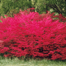 Load image into Gallery viewer, Scarlet Red Burning Bush Seeds
