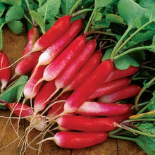 Load image into Gallery viewer, Organic French Breakfast Radish Plant Seeds
