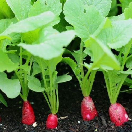 planting french breakfast radish seeds Organic French Breakfast Radish Plant Seeds – SEEDTOPIA