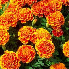 Load image into Gallery viewer, Dwarf French Marigold Flower Seeds
