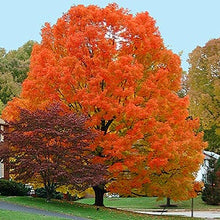 Load image into Gallery viewer, Mountain Maple Tree Seeds
