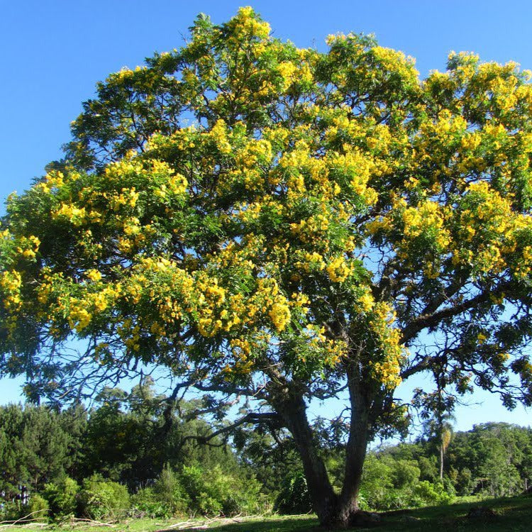 Golden Cassia Tree Seeds