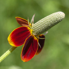 Load image into Gallery viewer, Mexican Hat Flower Seeds
