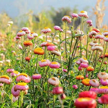 Load image into Gallery viewer, Helichrysum &quot;Strawflower&quot; Seeds
