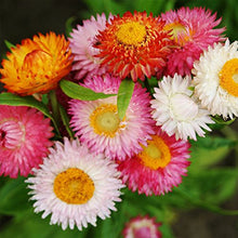 Load image into Gallery viewer, Helichrysum &quot;Strawflower&quot; Seeds
