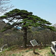 Load image into Gallery viewer, Huangshan Pine Tree Seeds
