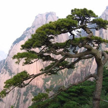 Load image into Gallery viewer, Huangshan Pine Tree Seeds
