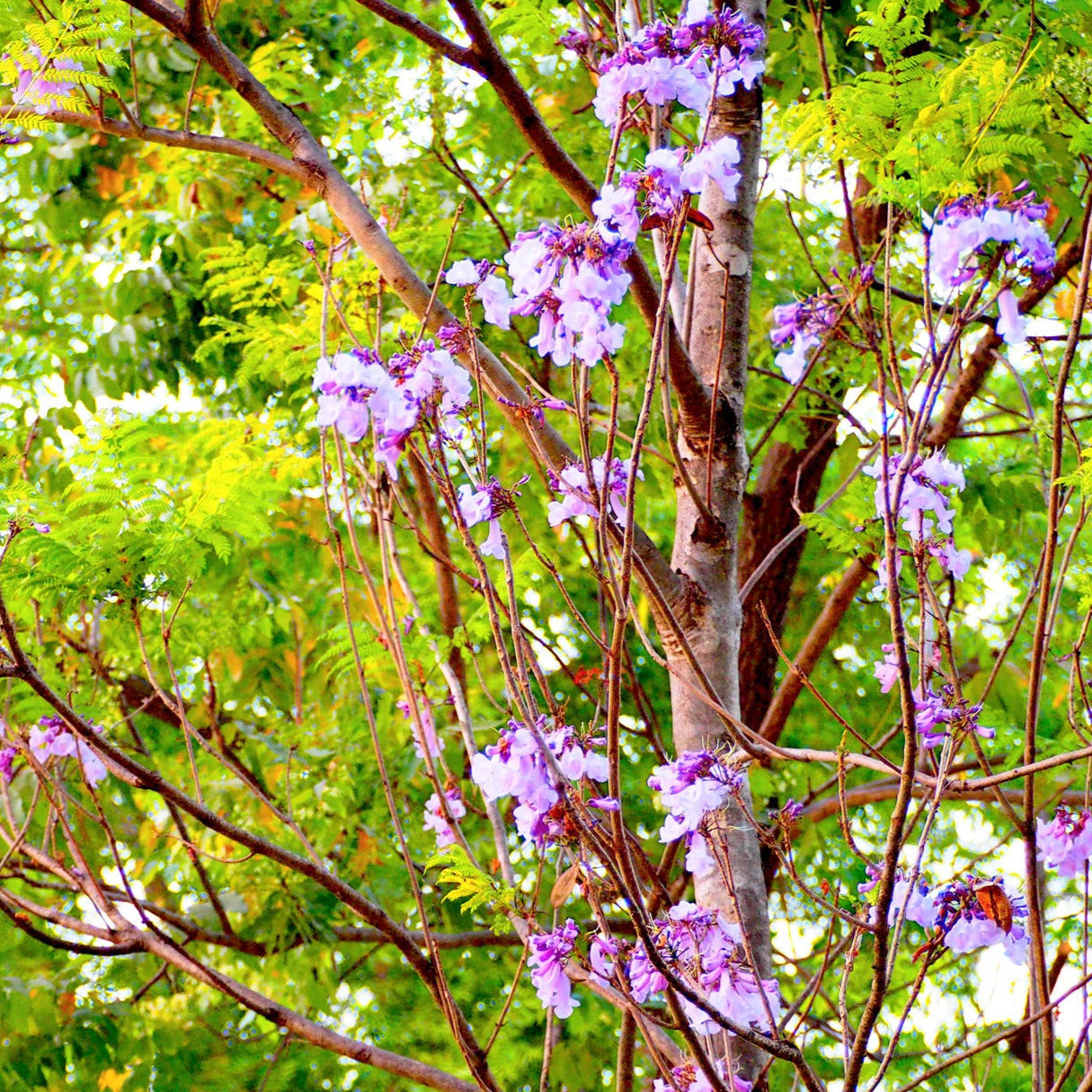 Primcess Tree Royal Princess Tree Seeds – SEEDTOPIA