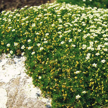 Load image into Gallery viewer, Irish Moss Ornamental Groundcover Plant Seeds
