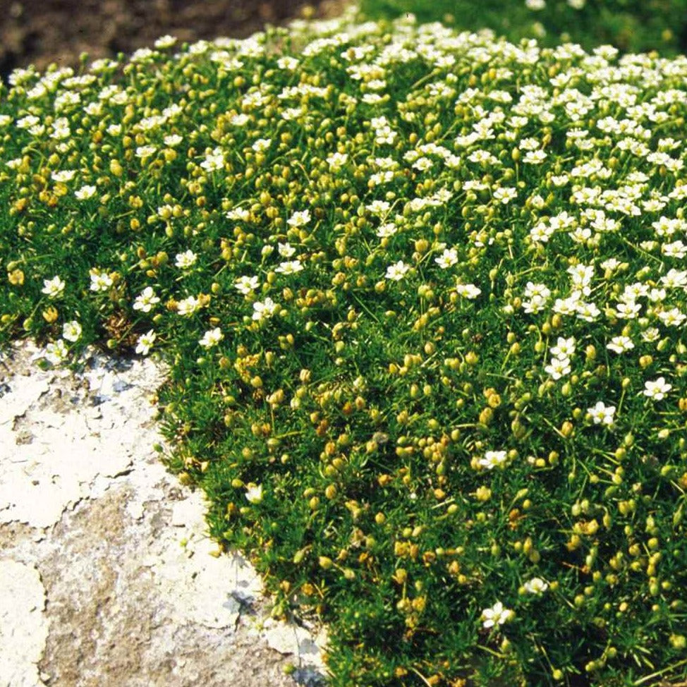 moss seed plants Irish Moss Ornamental Groundcover Plant Seeds