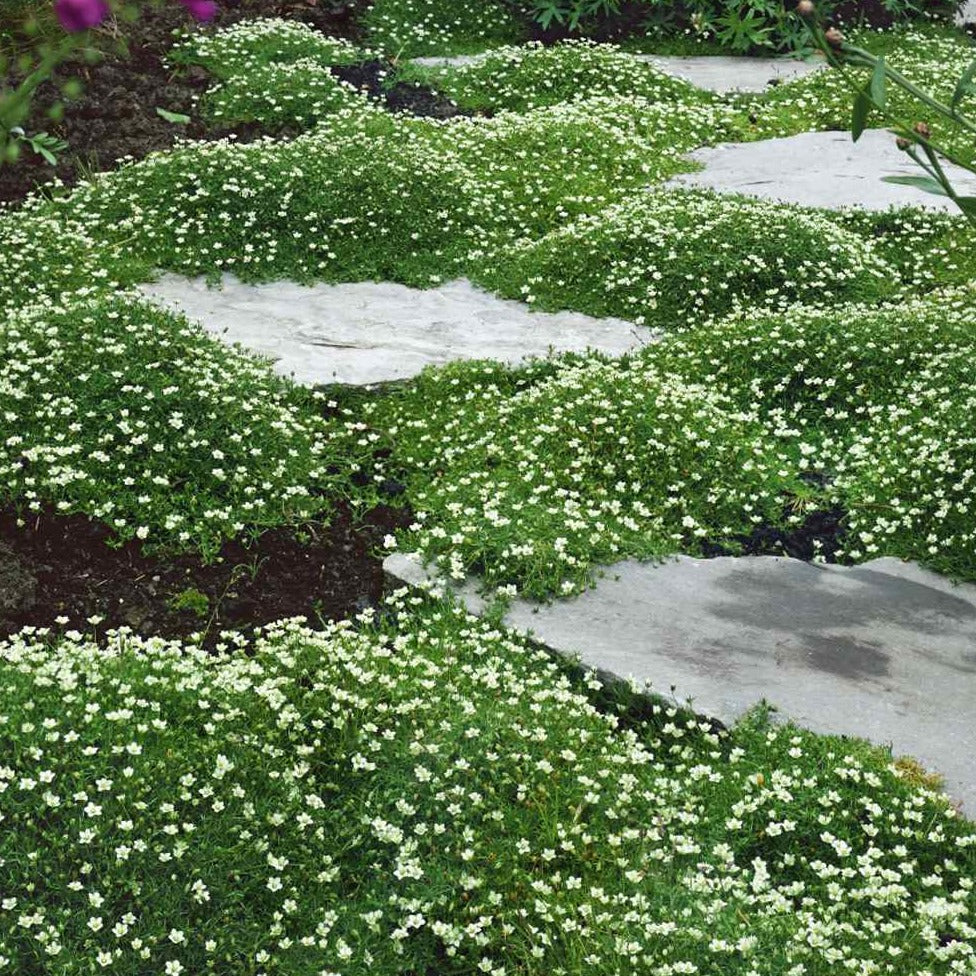 Irish Moss Ornamental Groundcover Plant Seeds