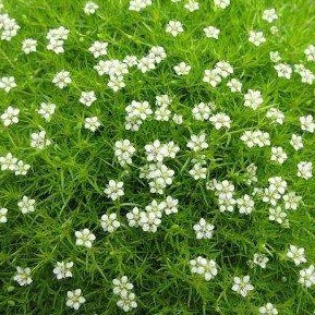 planting irish moss seeds Irish Moss Ornamental Groundcover Plant Seeds – SEEDTOPIA