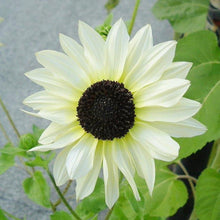 Load image into Gallery viewer, Italian White Sunflower
