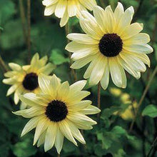 Load image into Gallery viewer, Italian White Sunflower
