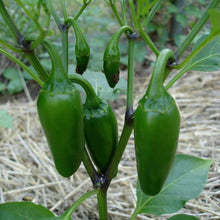 Load image into Gallery viewer, Organic Jalapeno Pepper Plant Seeds
