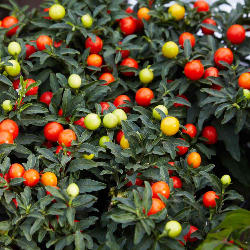 Jerusalem Cherry (Winter Cherry) Ornamental Groundcover Plant Seeds