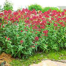 Load image into Gallery viewer, Jupiter&#39;s Beard (Red Valerian) Plant Seeds
