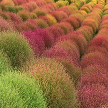 Load image into Gallery viewer, Kochia Burning Ornamental Grass Seeds
