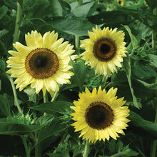 Load image into Gallery viewer, Lemon Queen Sunflower Plant Seeds
