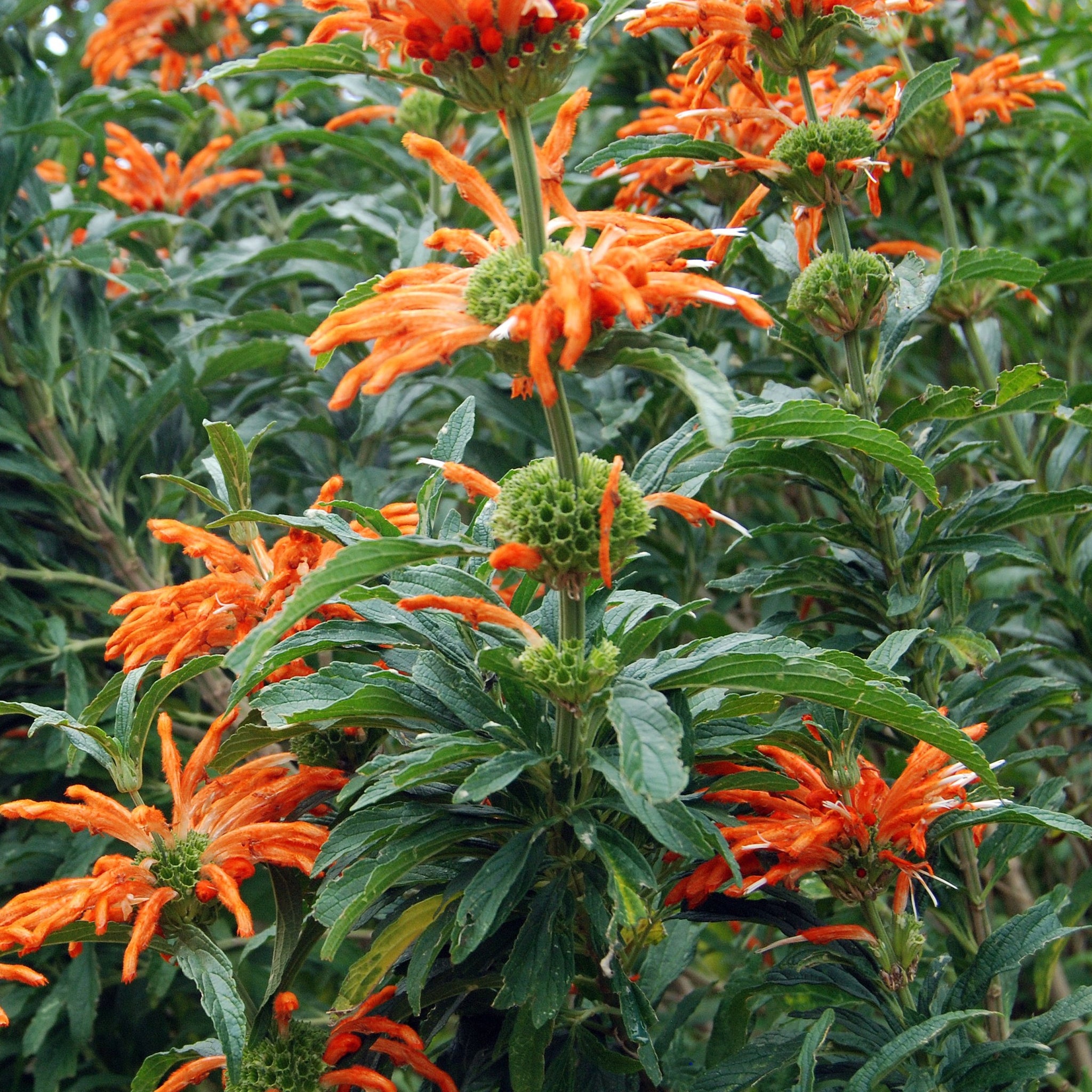 lion's ear flower seeds Lion's Ear Dagga Plant Seeds – SEEDTOPIA
