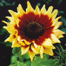 Load image into Gallery viewer, Magic Roundabout Sunflower
