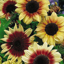 Load image into Gallery viewer, Magic Roundabout Sunflower
