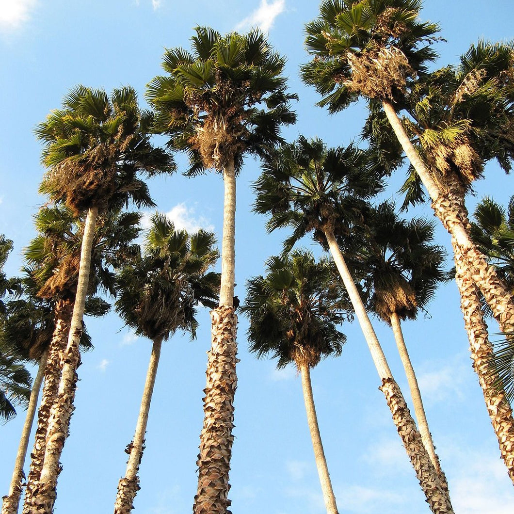 Mexican Fan Palm Tree Seeds