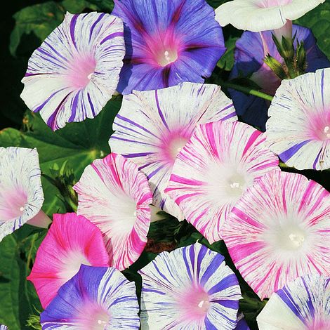 Carnival of Venice Morning Glory Plant Seeds – SEEDTOPIA