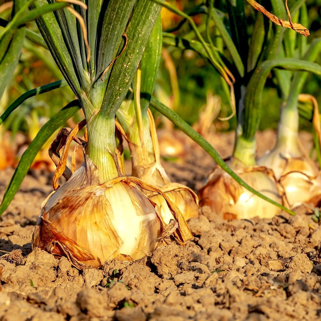 Organic Early Grano Onion Plant Seeds