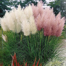 Load image into Gallery viewer, Pampas Ornamental Grass Seeds (White &amp; Pink Mix)
