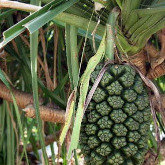 pandan plant seeds Pandan "Screwpine" Tree
