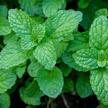 Load image into Gallery viewer, Organic Peppermint Plant Seeds
