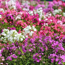 Load image into Gallery viewer, Phlox &quot;Beauty Dwarf&quot; Flower Seeds

