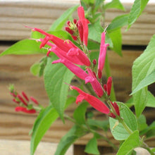 Load image into Gallery viewer, Pineapple Sage
