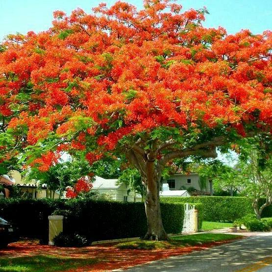 royal poinsettia tree