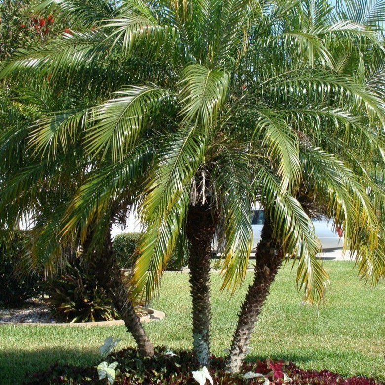 Pygmy Date Palm Tree Seeds