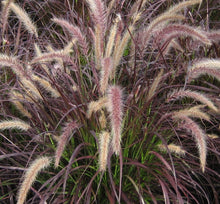 Load image into Gallery viewer, Red Fountain Ornamental Grass Seeds
