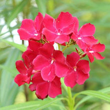 Load image into Gallery viewer, Red Oleander
