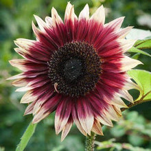 Load image into Gallery viewer, Ruby Eclipse Sunflower
