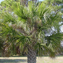 Load image into Gallery viewer, Sabal Palm Tree Seeds
