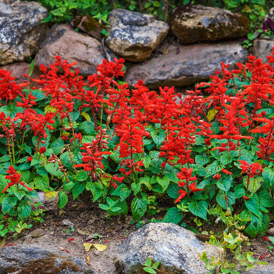 salvia flower seeds Scarlet Sage Salvia Plant Seeds – SEEDTOPIA