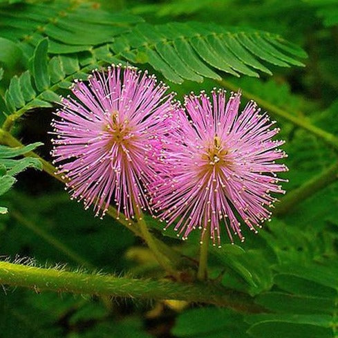Mimosa Pudica Sensitive Plant Seeds