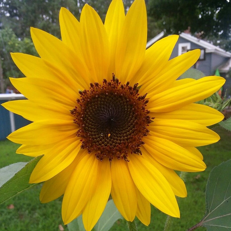 Solar Eclipse Sunflower Plant Seeds