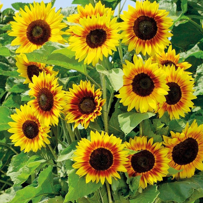 sunflower 2本 il_1080xN.4584254826_pgli.jpg